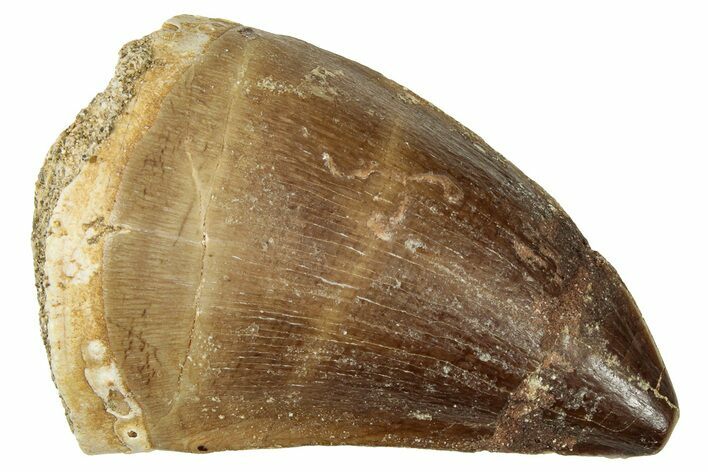 Fossil Mosasaur (Prognathodon) Tooth - Morocco #326412